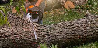 Best Tree Disease Treatment  in Leonardo, NJ