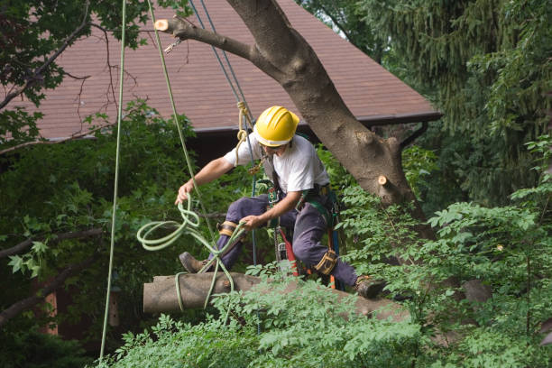 Trusted Leonardo, NJ Tree Services Experts