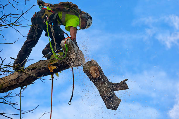 How Our Tree Care Process Works  in  Leonardo, NJ